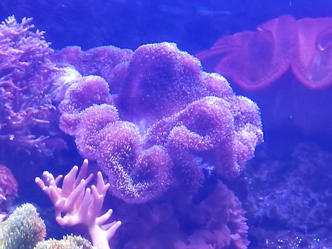 A vibrant underwater scene featuring various types of coral in shades of purple and pink. The corals have soft, rounded forms with delicate textures, surrounded by other sea plants. A few coral branches are reaching upwards, adding to the intricate composition.