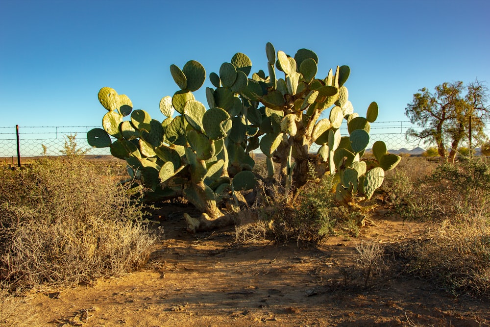 green cactus on brown field during daytime