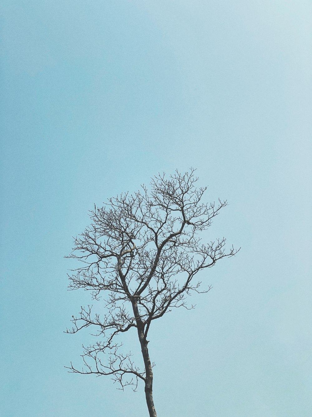 Blattloser Baum unter blauem Himmel