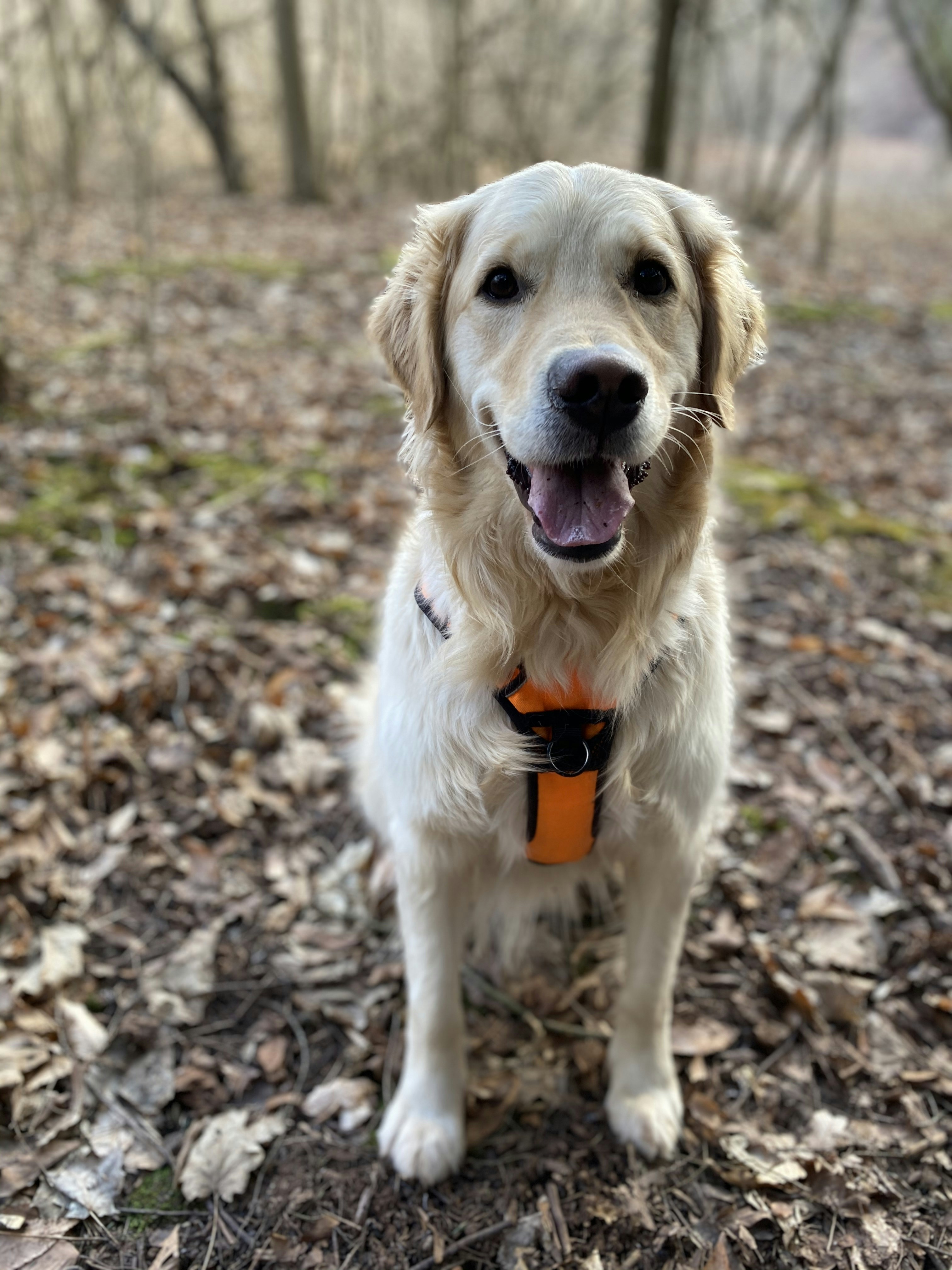 Active dog on hiking trail wearing orange adventure harness, forest background