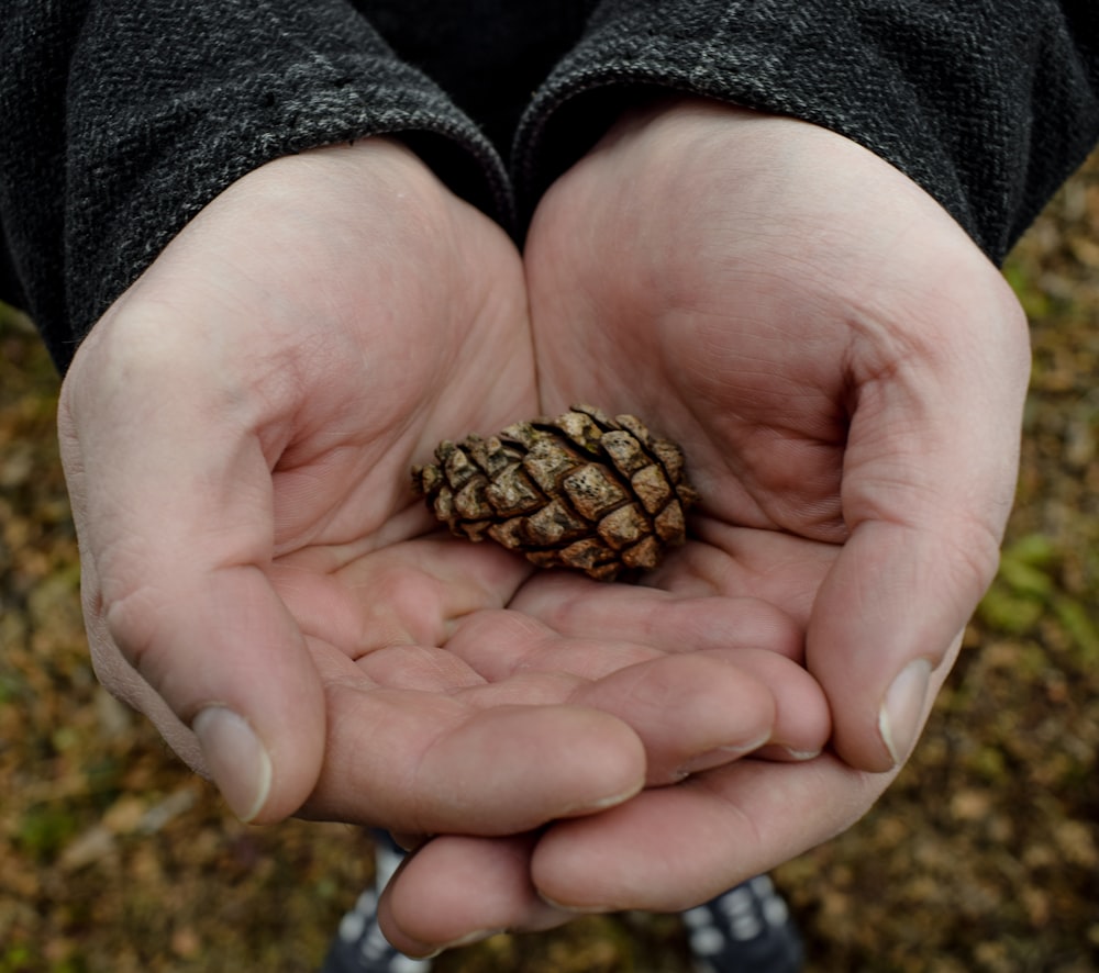 person holding brown and black pine cone
