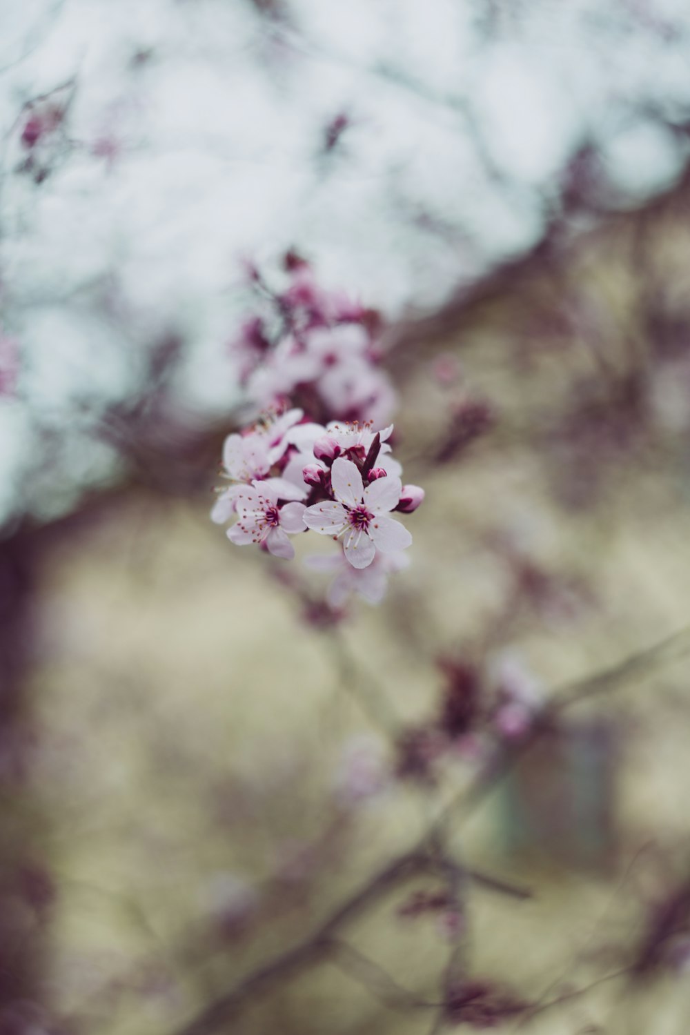 flores cor-de-rosa na lente tilt shift