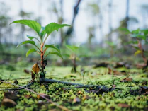 green plant on green grass during daytime