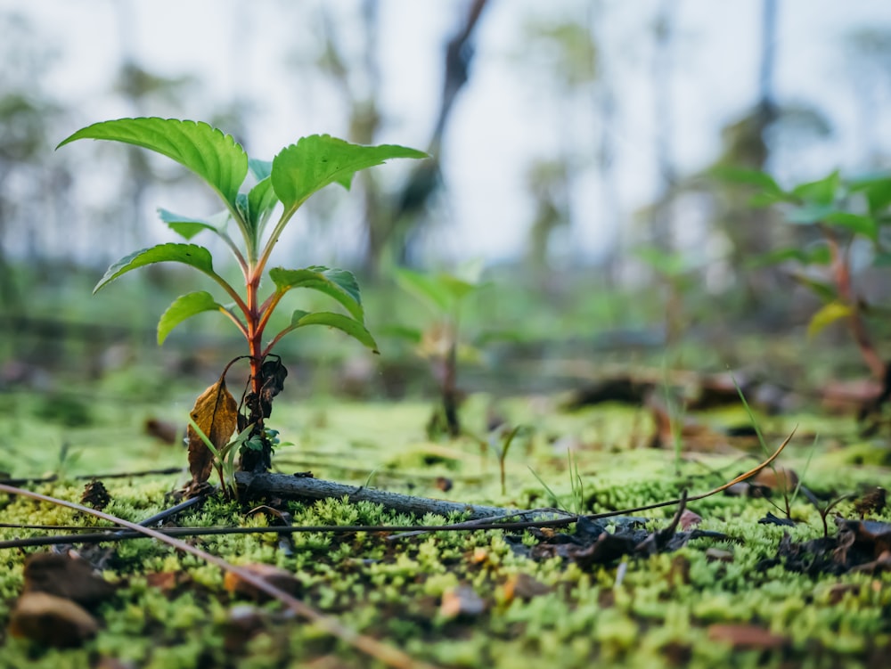 pianta verde su erba verde durante il giorno