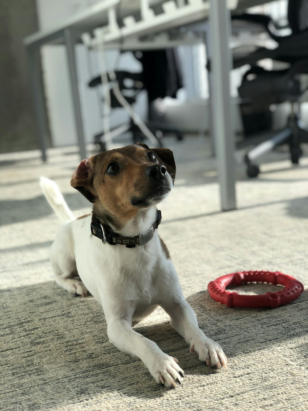 white and brown short coated dog sitting on gray carpet