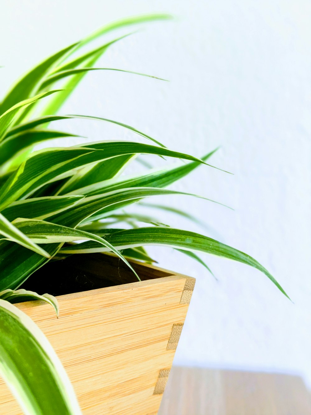 green plant on brown wooden box