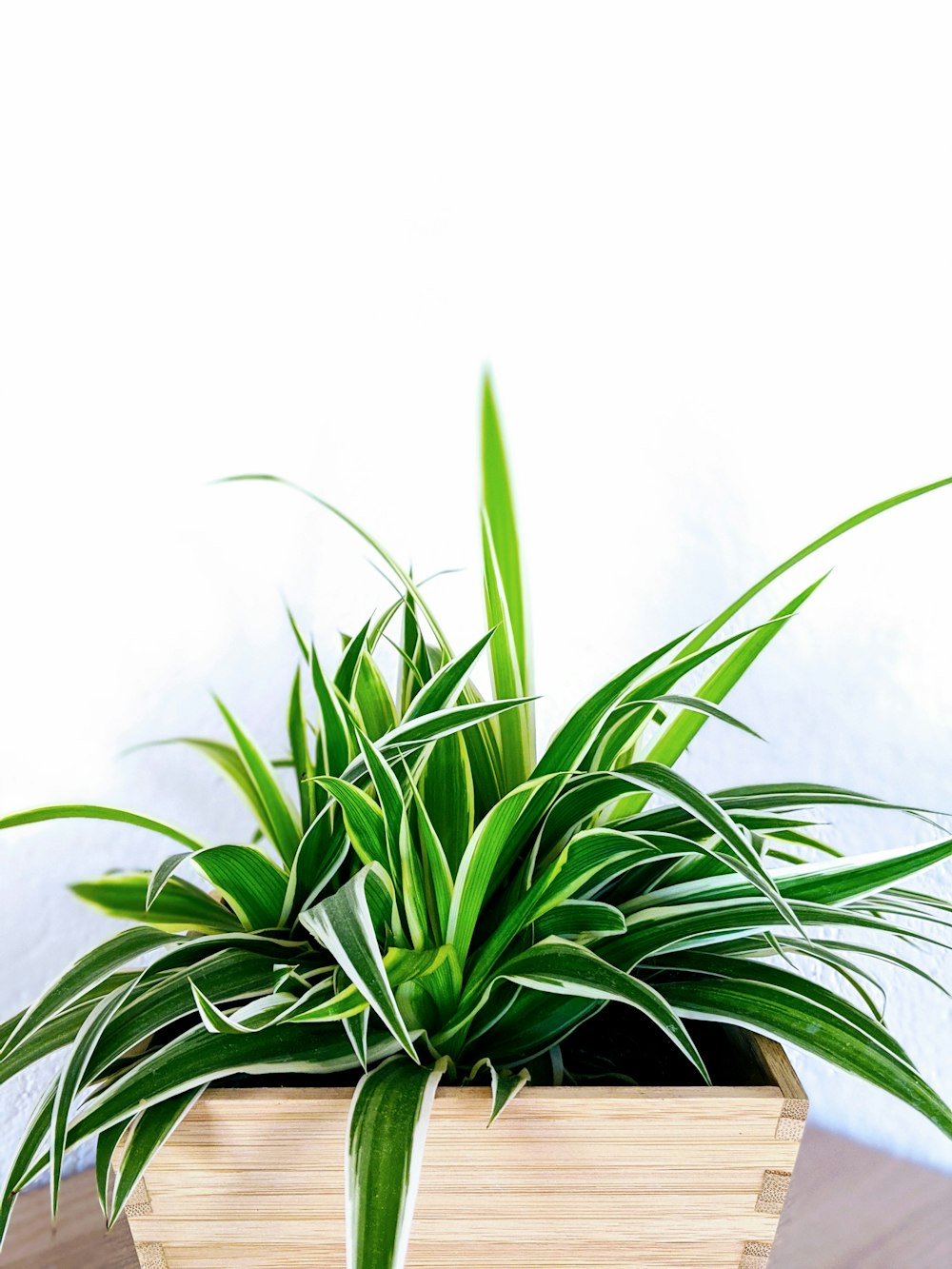 green plant on brown clay pot