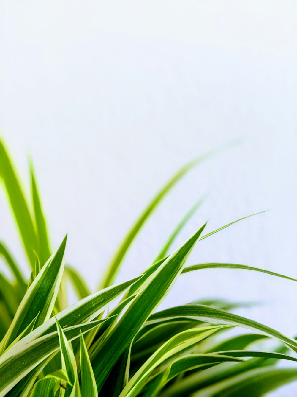 green plant beside white wall