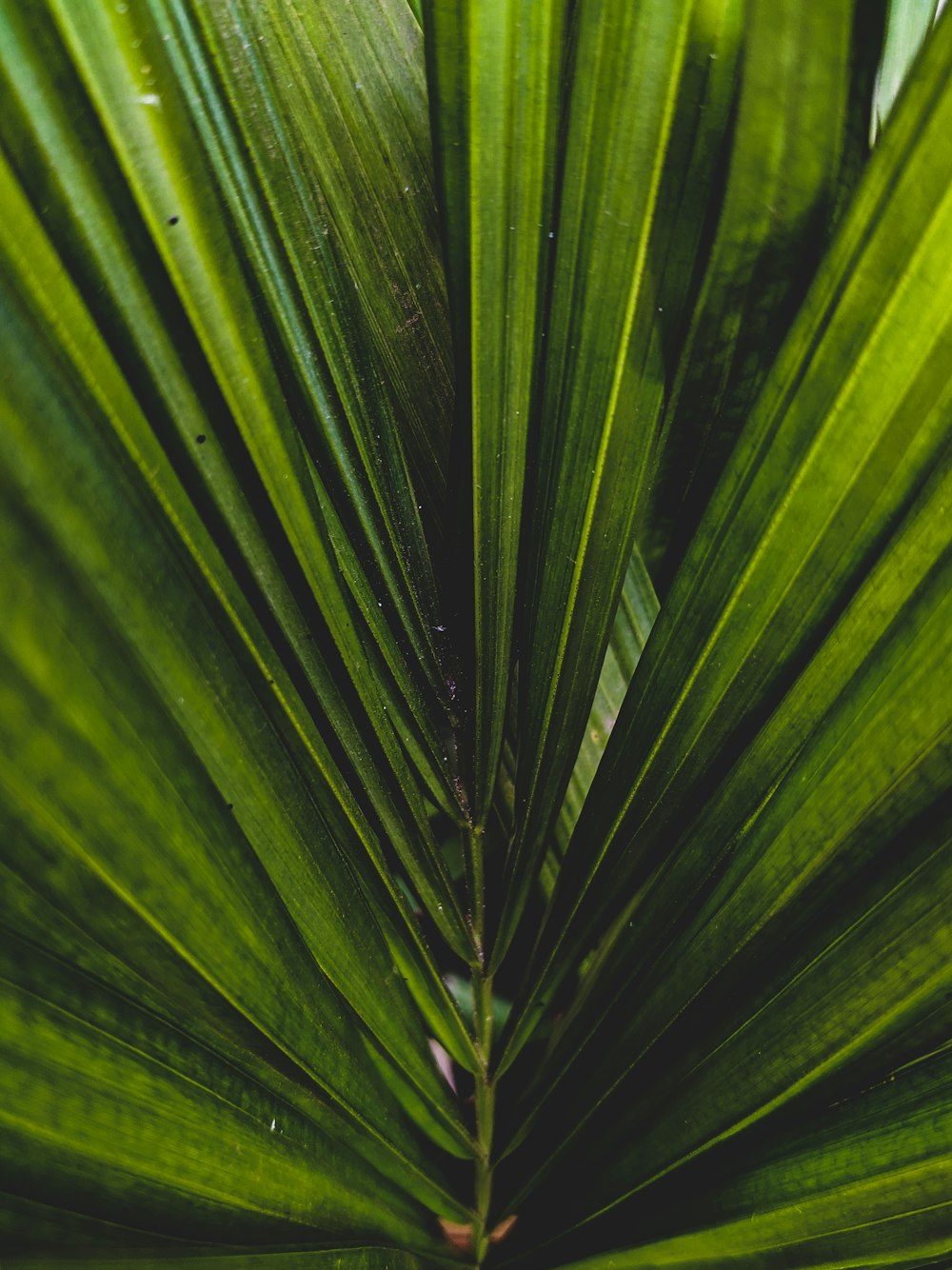 green leaf in close up photography