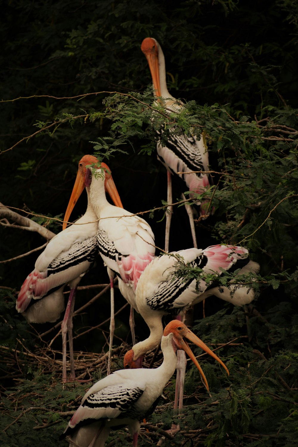 white and pink bird on brown grass