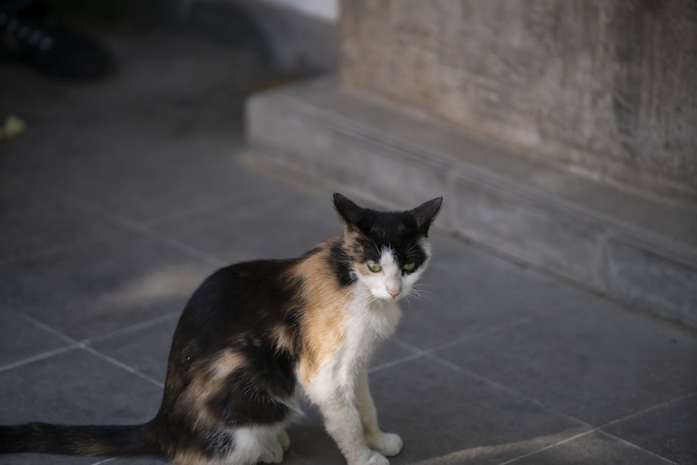 calico cat on black floor