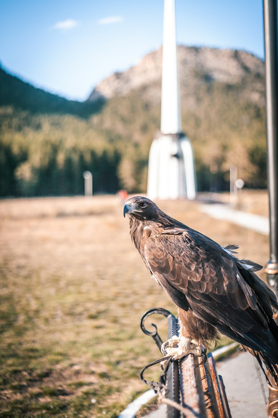 brown eagle flying over green trees during daytime