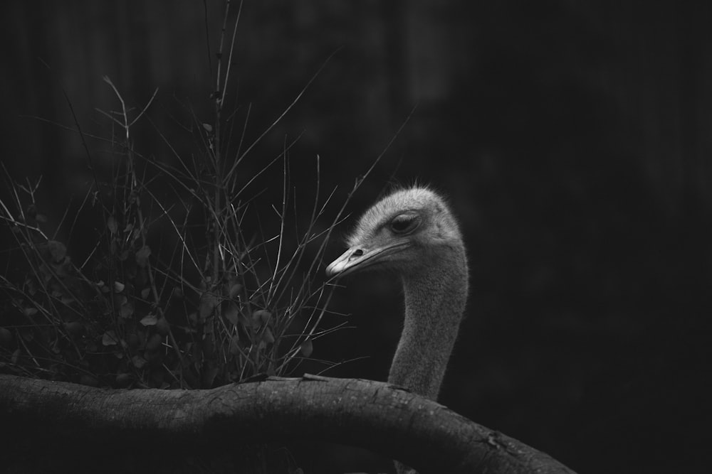 gray ostrich on black and white