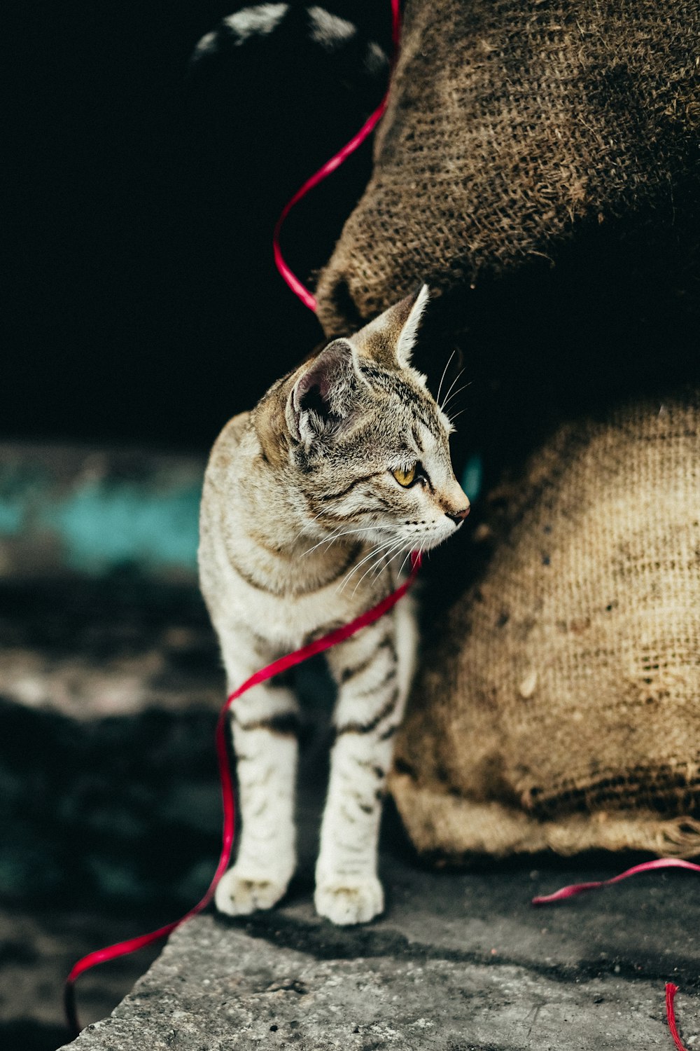 빨간 가죽 끈을 가진 갈색 얼룩 고양이 사진 – Unsplash의 무료 잠무와 카슈미르 이미지