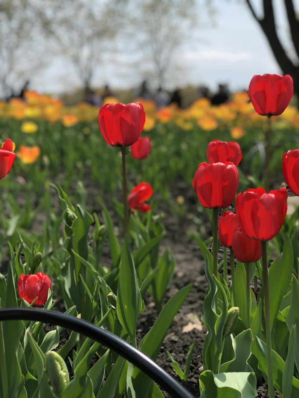 red tulips in bloom during daytime