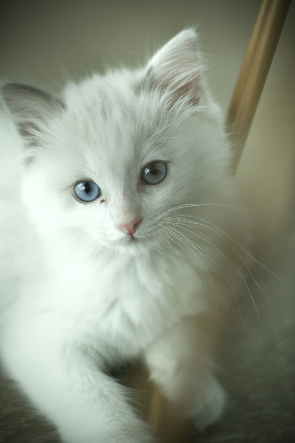 white cat on brown wooden table