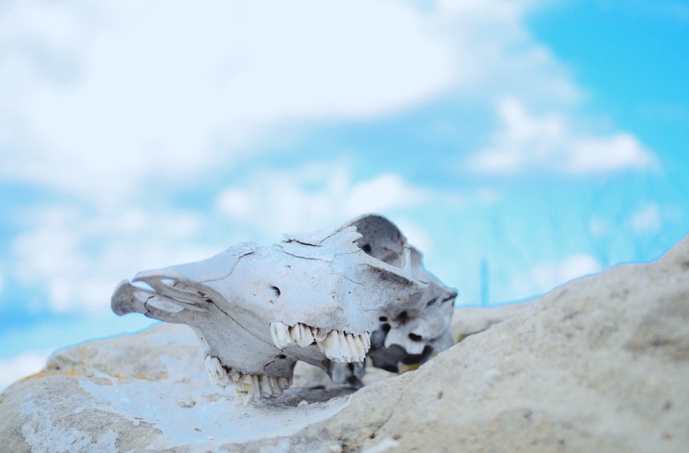 glace blanche sur sable brun pendant la journée