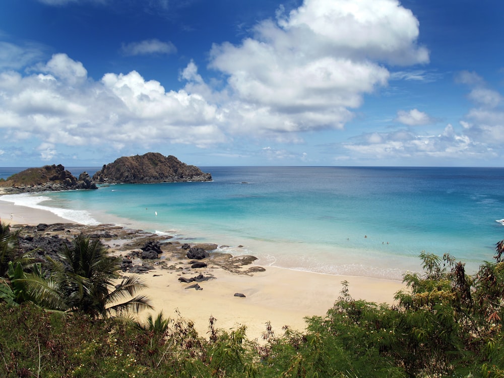 green trees on beach shore during daytime