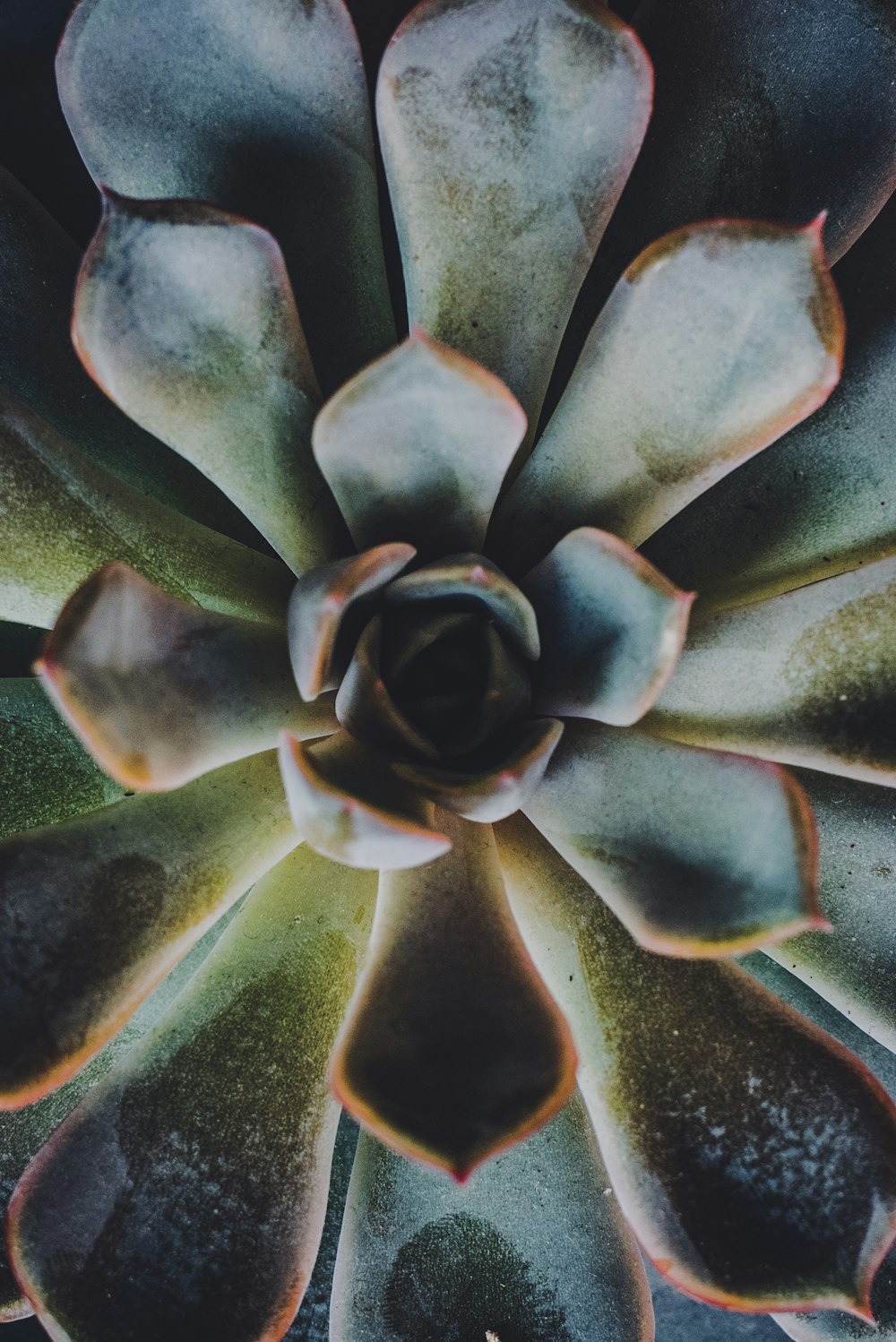 blue and yellow flower in close up photography