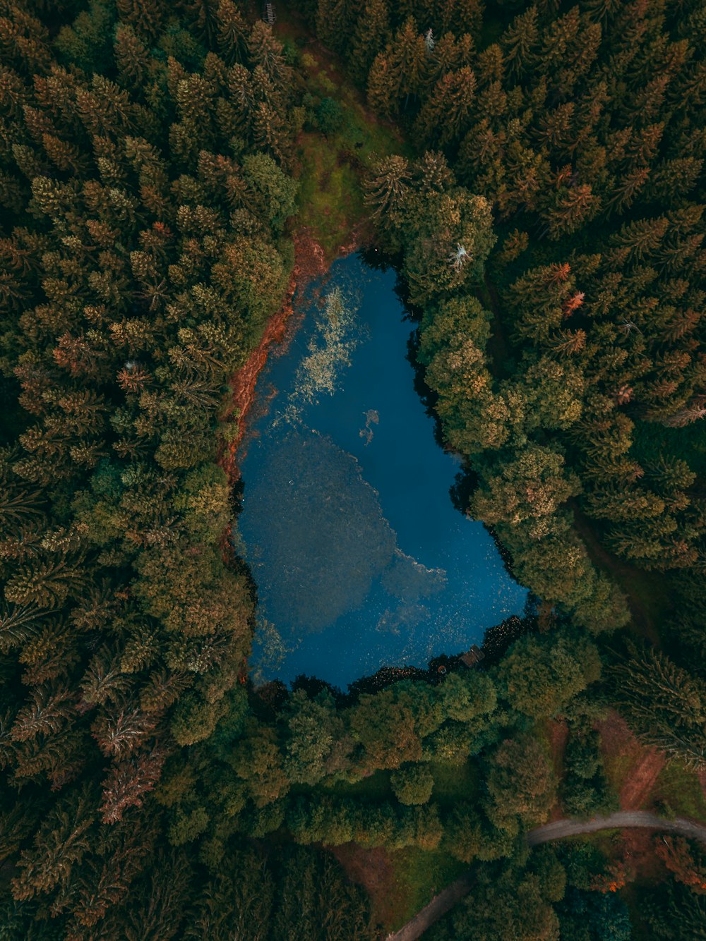 aerial view of lake surrounded by trees