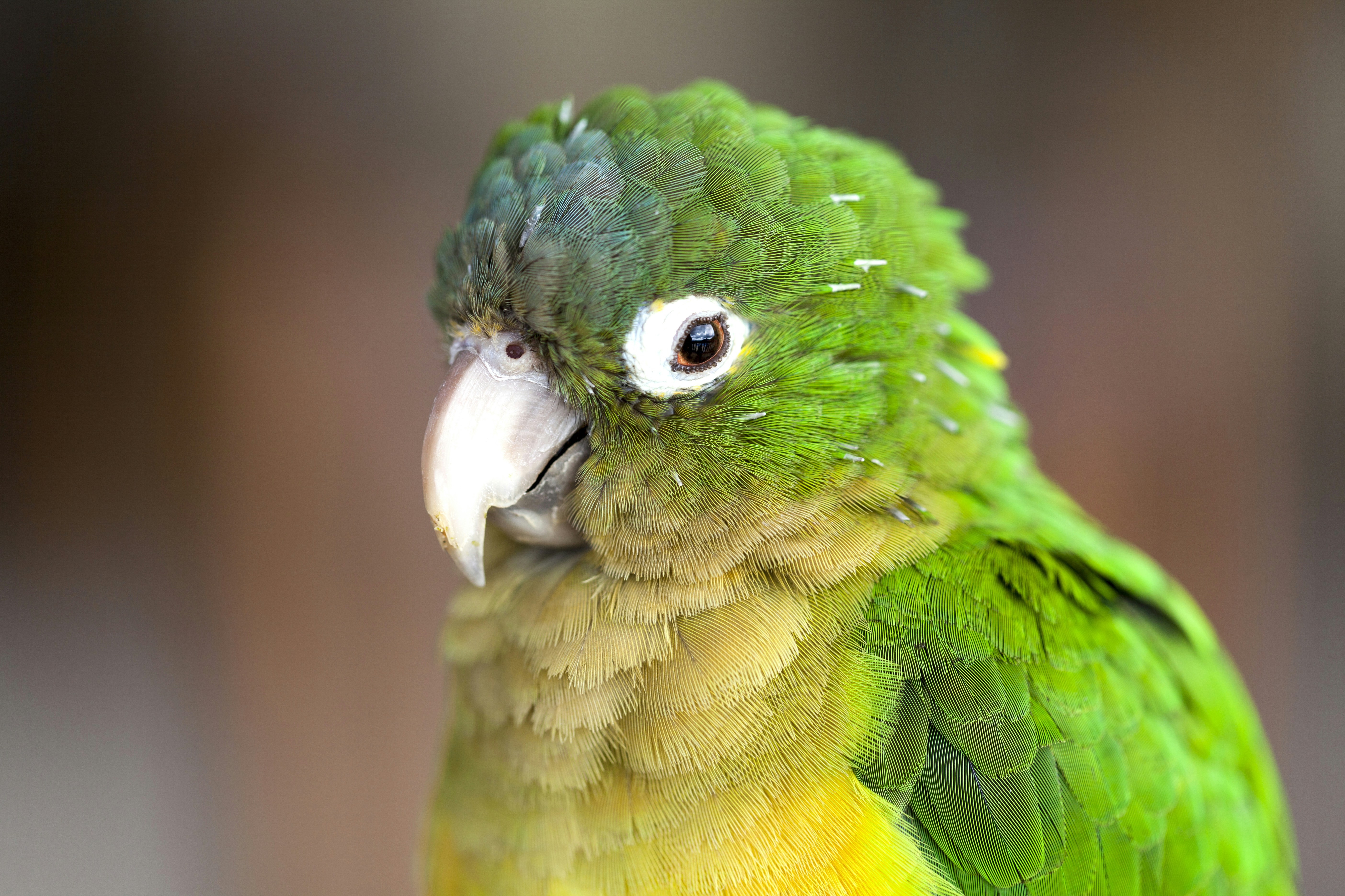 Photo by ricardodeavelar