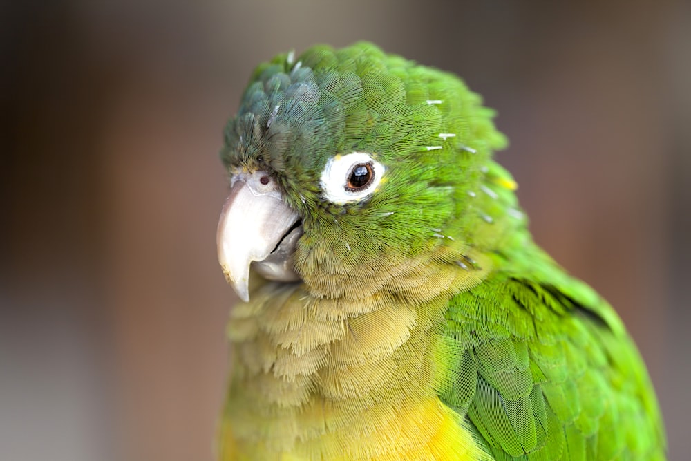 green parrot in close up photography