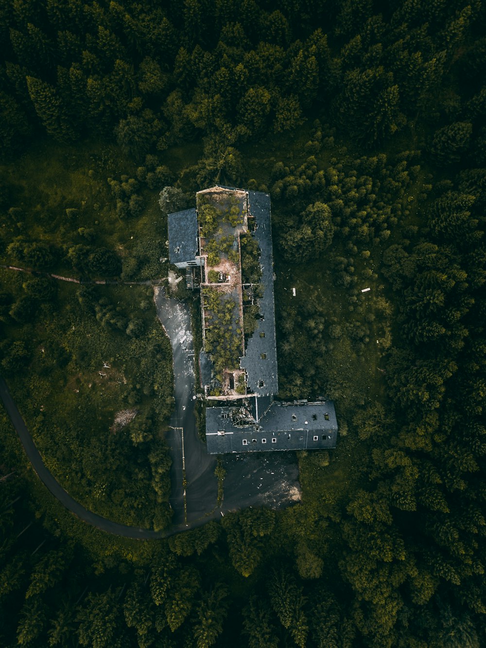 aerial view of green trees during daytime