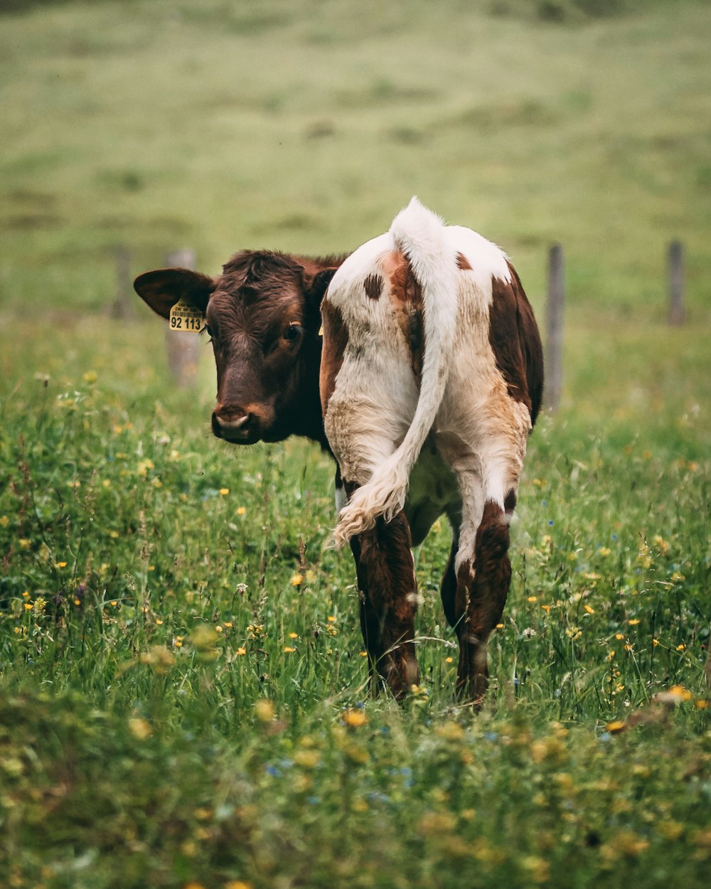 white and brown cow on green grass field during daytime