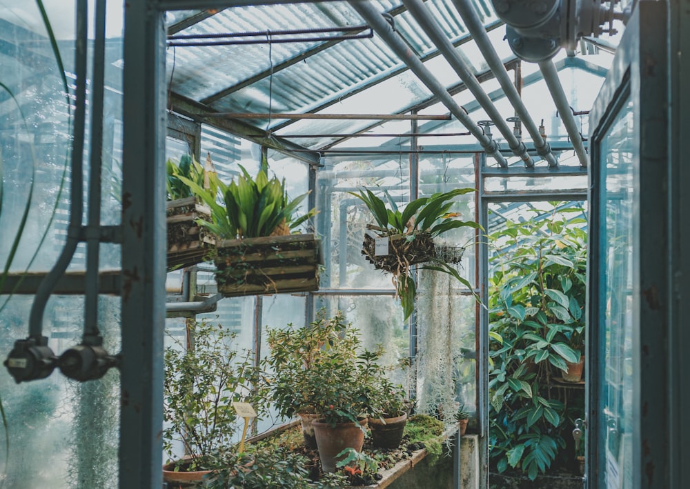 Plantes vertes en serre pendant la journée