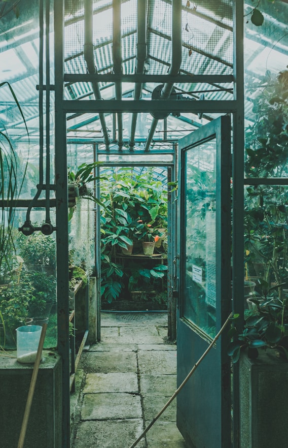 green plants on green metal frame