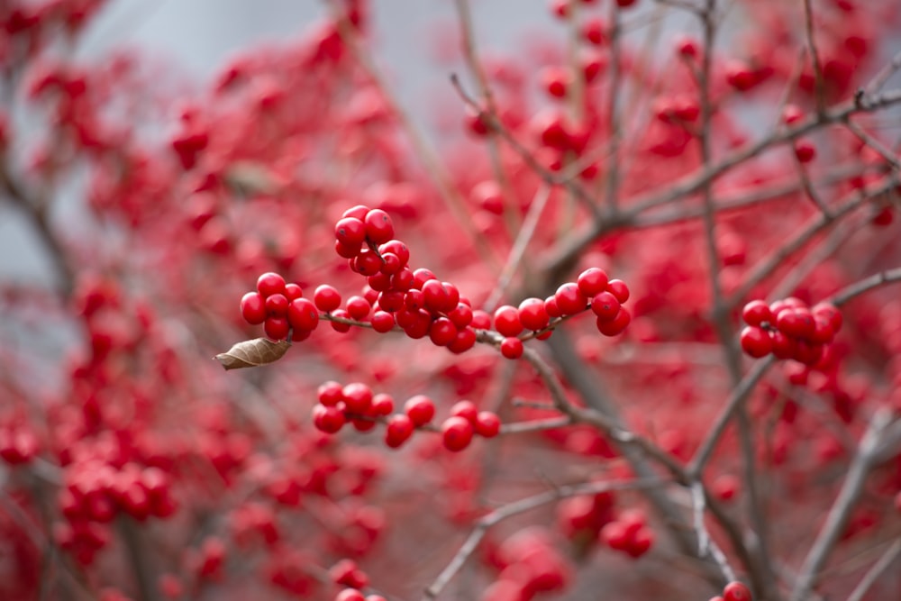 red round fruits on brown tree branch