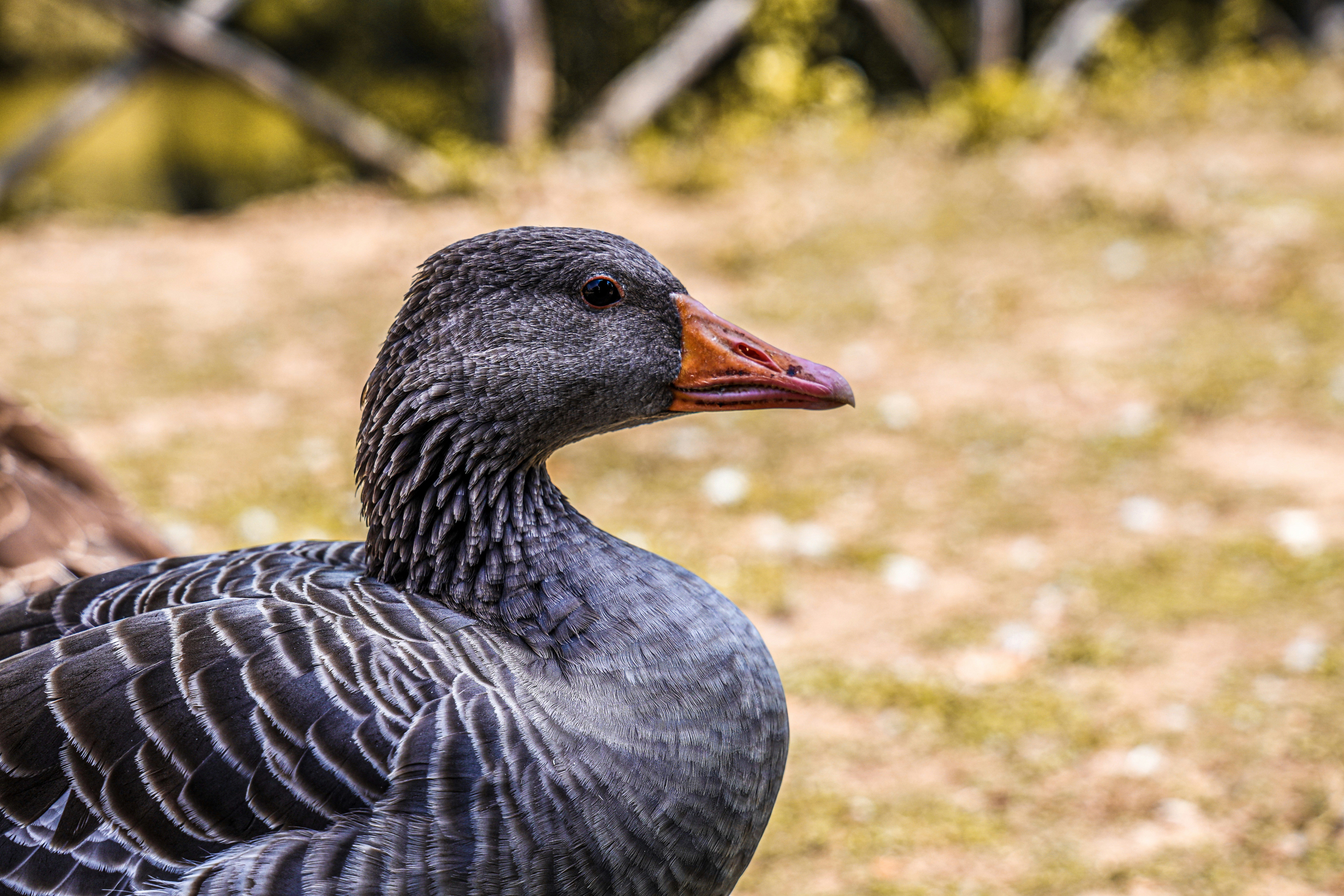 Photo by alessandrodantonio