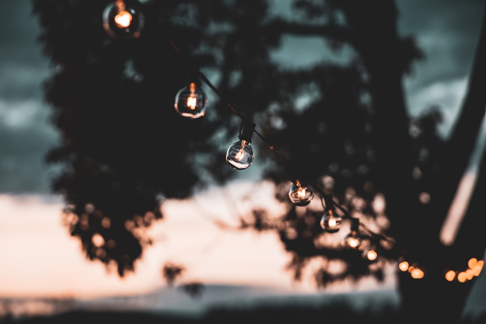 rosée d’eau sur la plante pendant la nuit