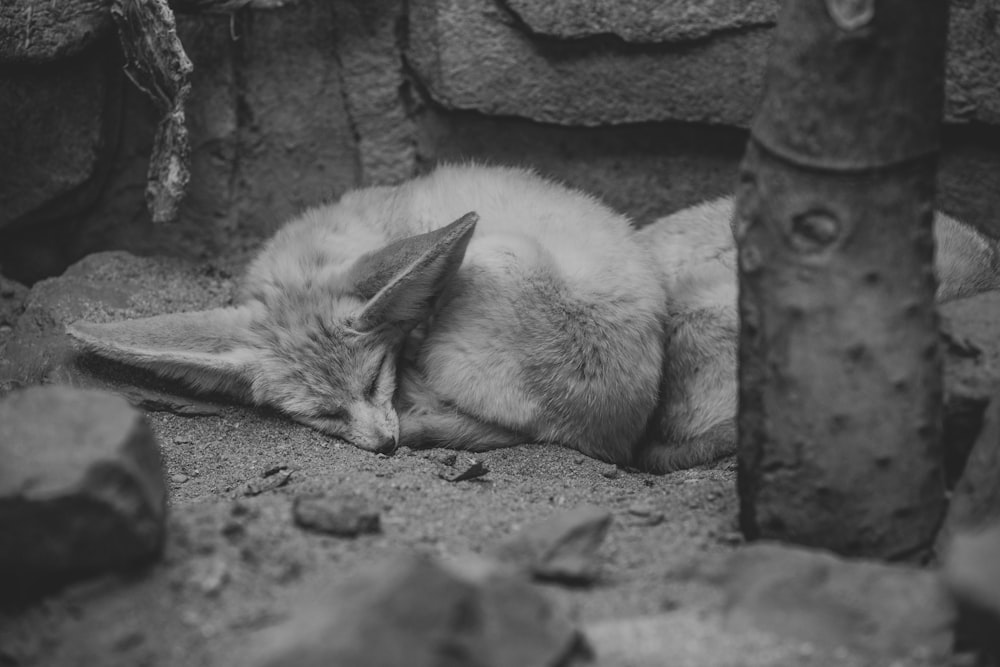 a black and white photo of a sleeping fox