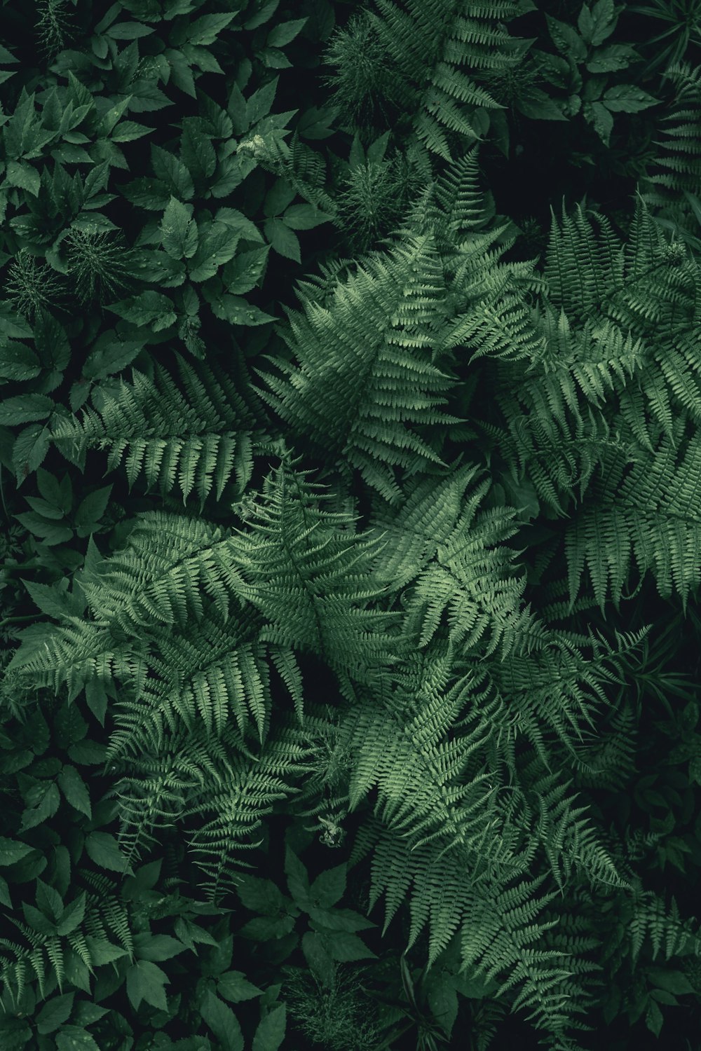 planta de folha verde e branca