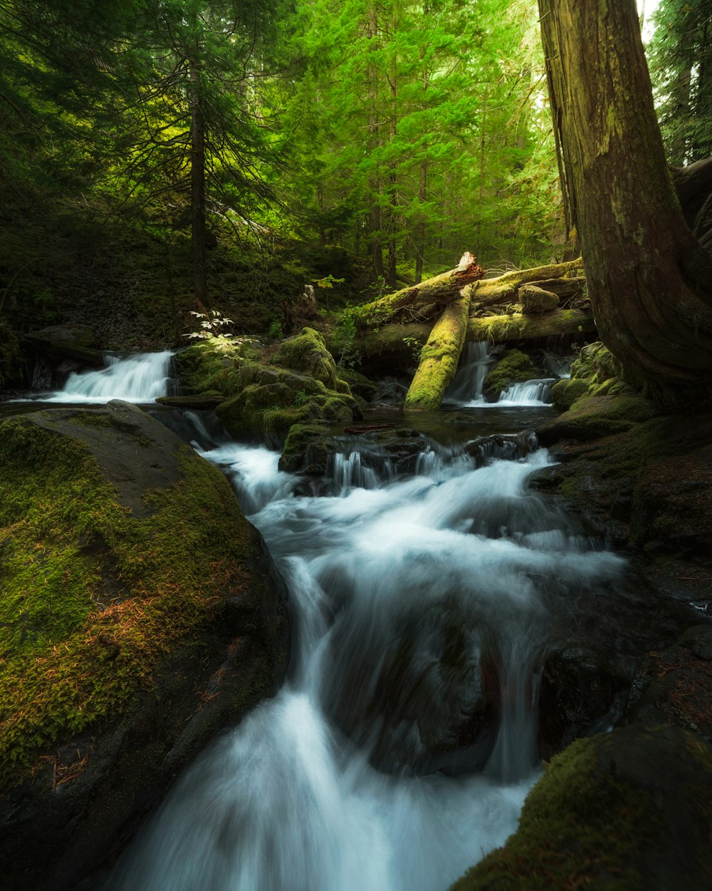 Photographie en accéléré de la rivière dans la forêt pendant la journée