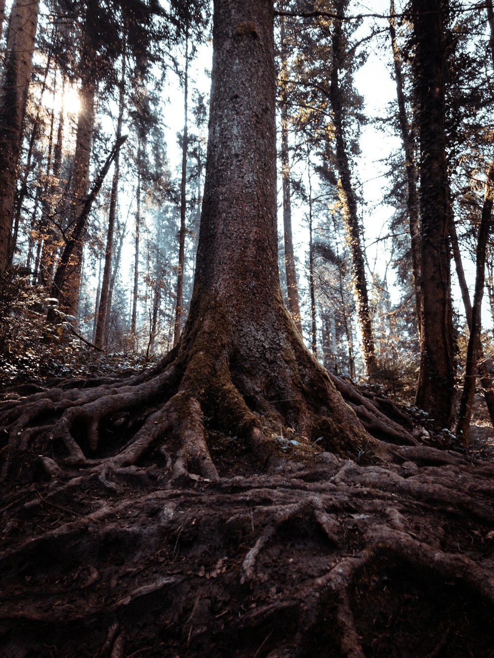 brown tree trunk on forest during daytime