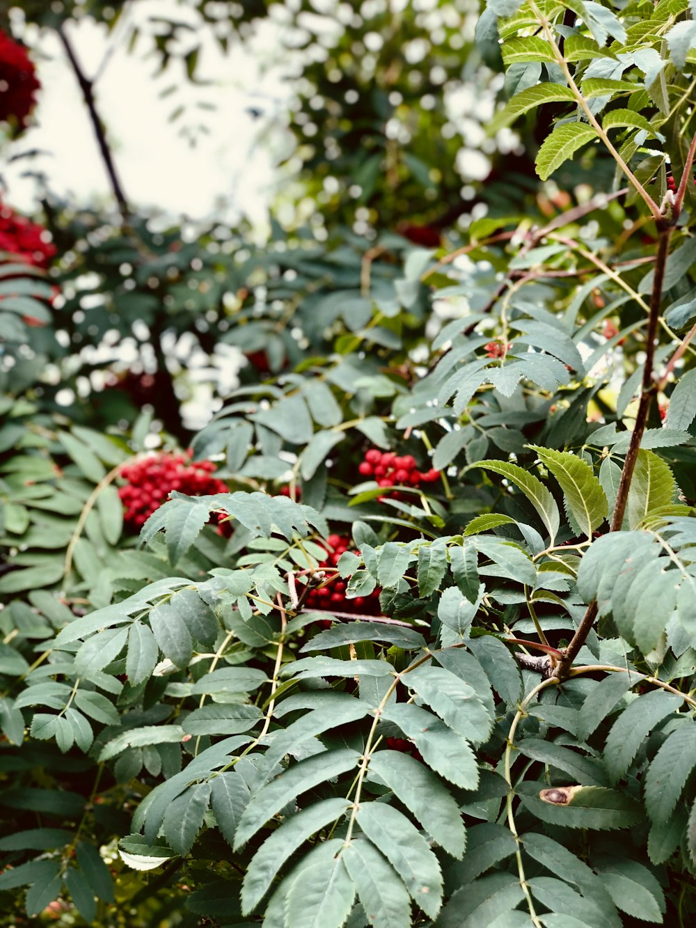 red flowers with green leaves