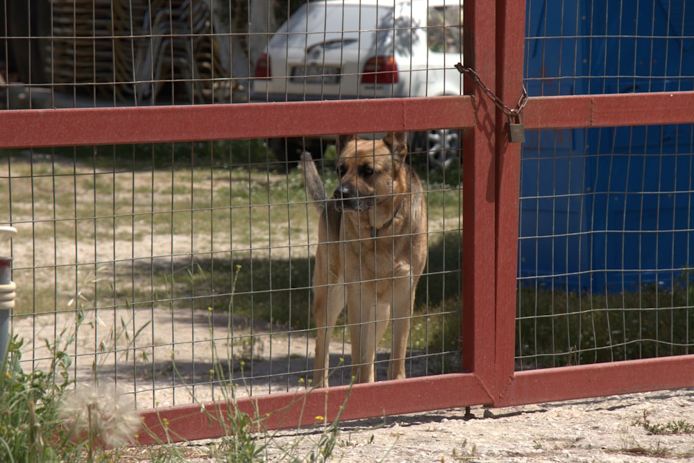 brown short coated dog near red metal fence