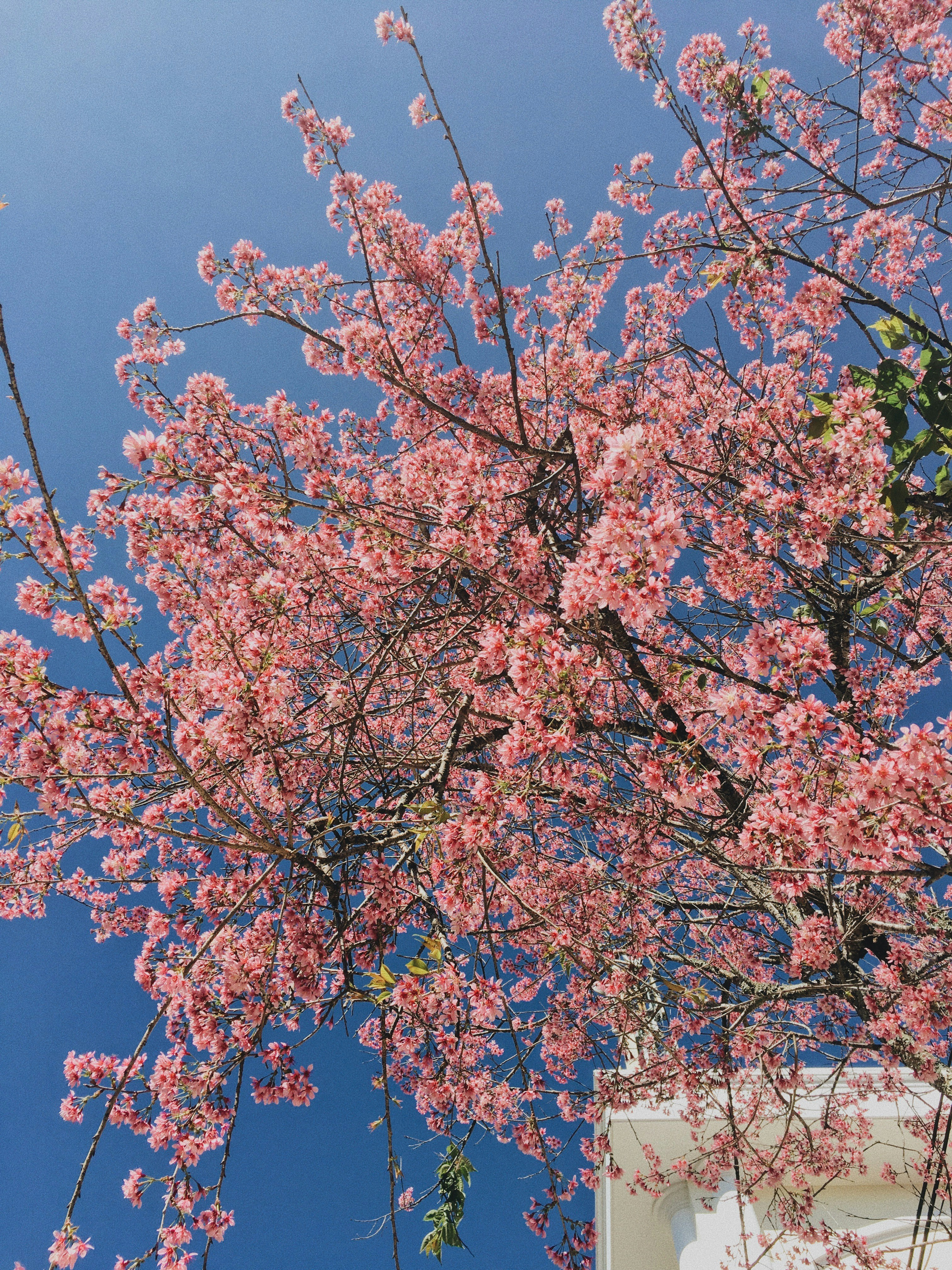 brown and green leaf tree under blue sky during daytime