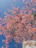 brown and green leaf tree under blue sky during daytime
