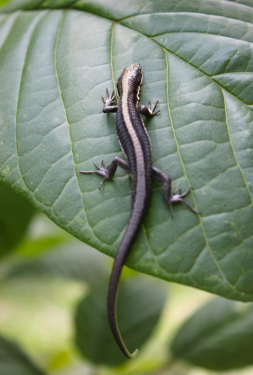 black and white crocodile on green leaf