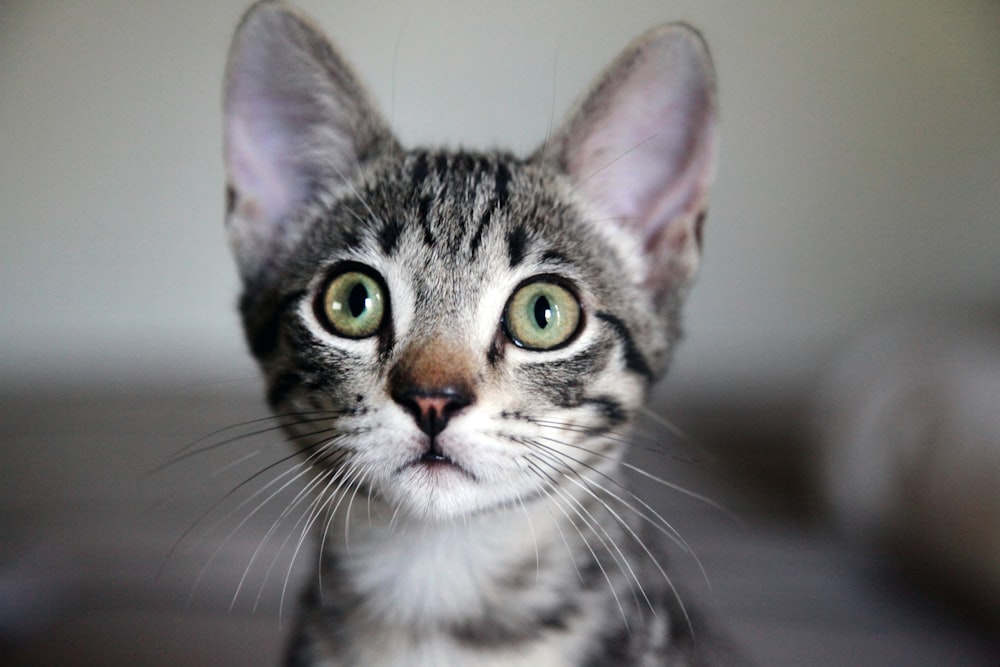 brown tabby cat in close up photography