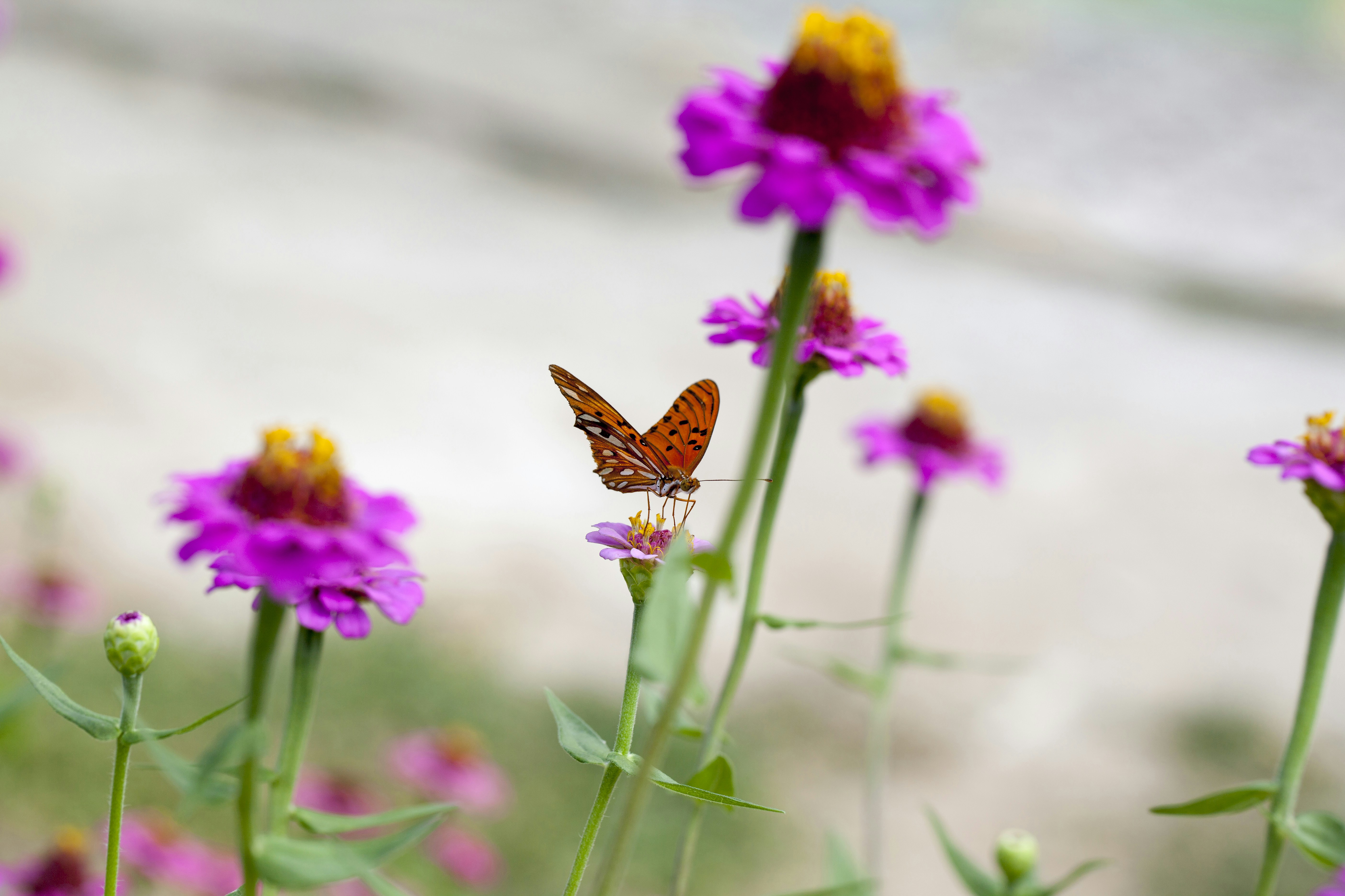 Photo by ricardodeavelar