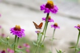 Close-up of a vibrant orange butterfly resting on a tropical flower in the garden.