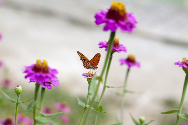 Close-up of a vibrant orange butterfly resting on a tropical flower in the garden.