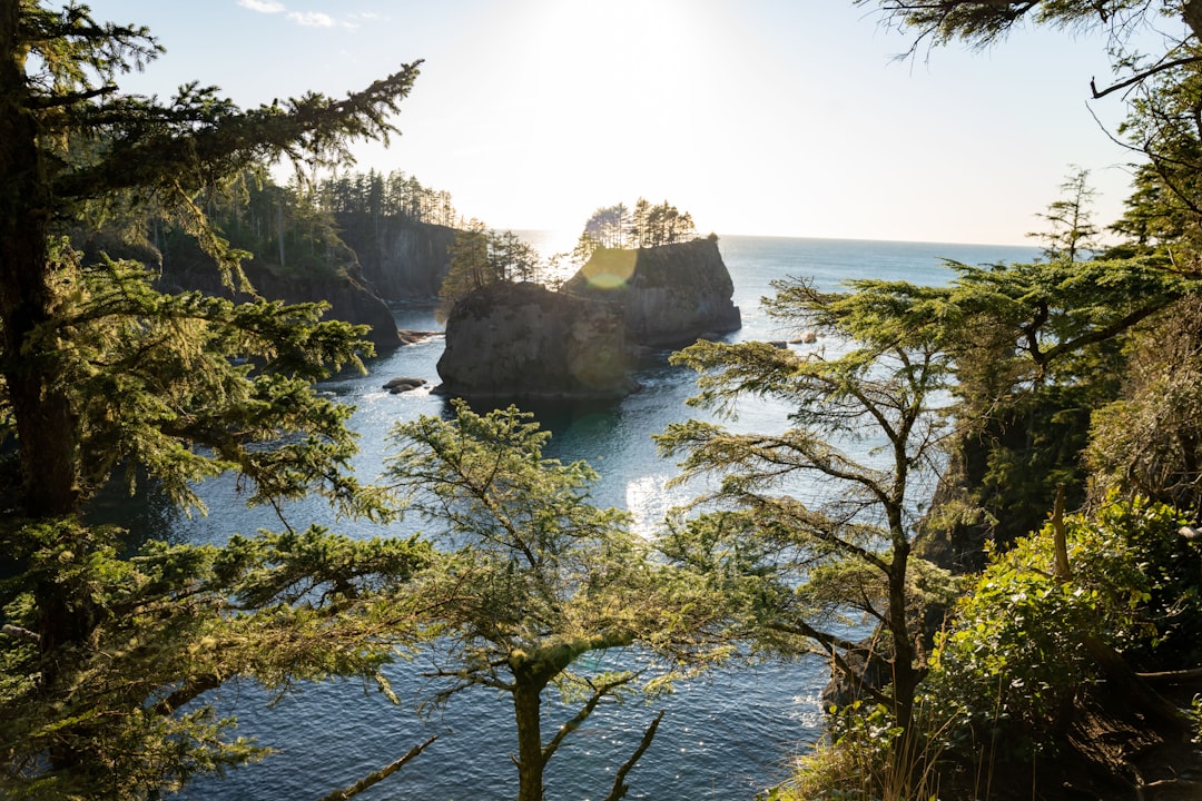 green trees on rocky mountain by the sea during daytime