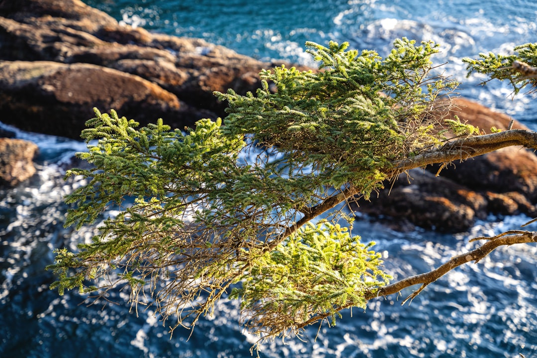 green plant on brown rock