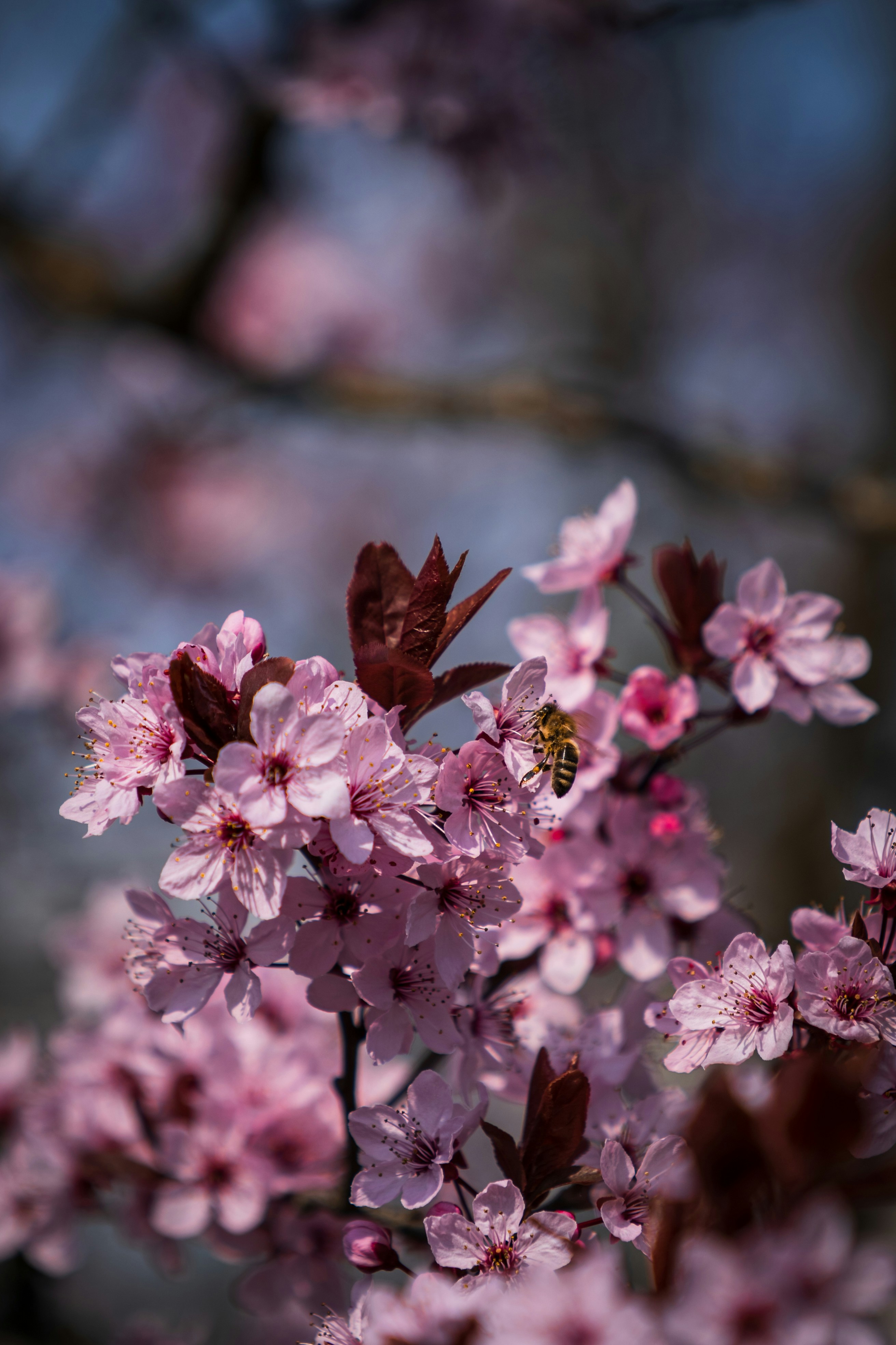 Photo by maxsaeling