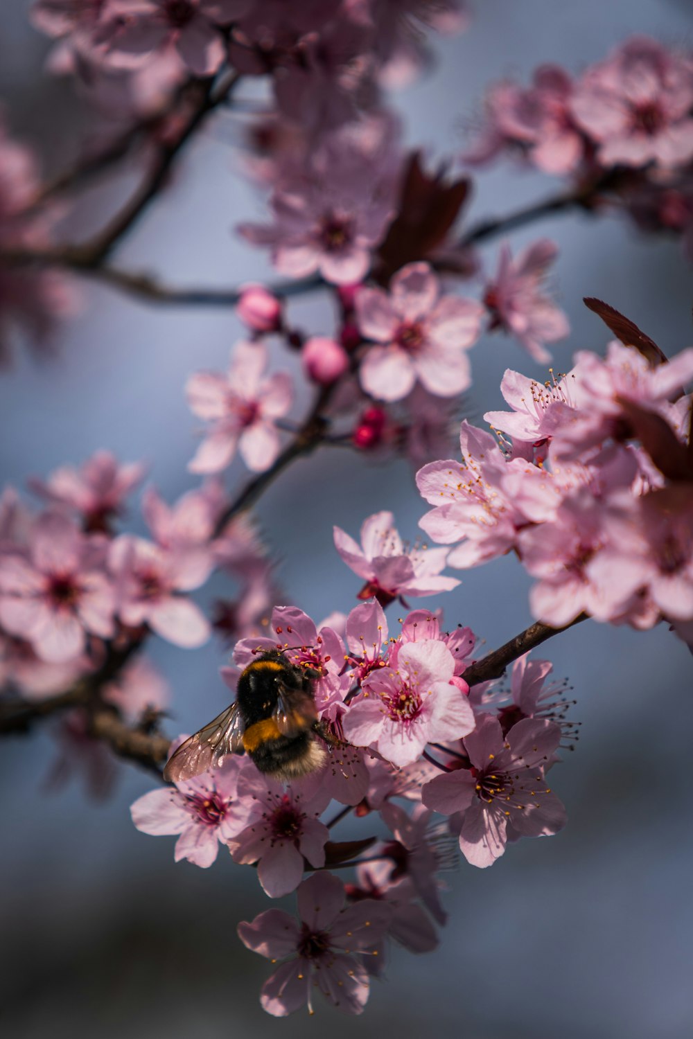 pink cherry blossom in close up photography